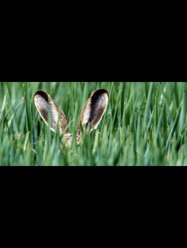 Du brauchst zu Ostern eins hinter die Löffel?! 1